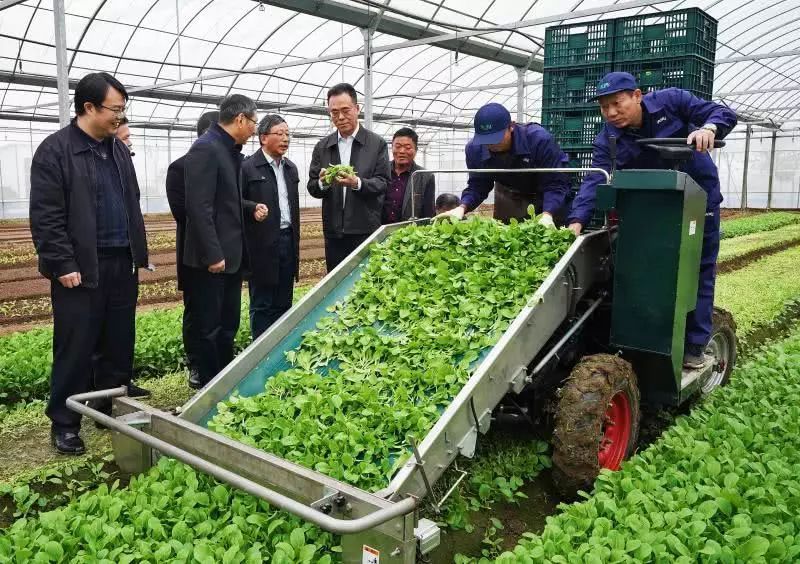 四個菜農三百歲未來上海誰來種菜上海正力推機器換人