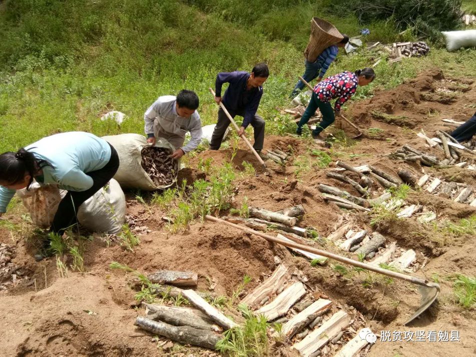 张家河镇金华庙村贫困户积极发展猪苓种植阜川镇蒲家坝村贫困群众因地
