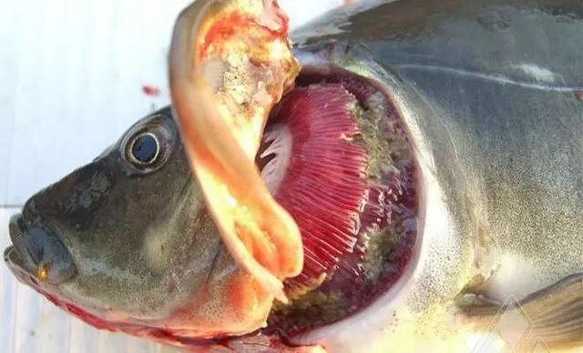 鱼吃食不旺或不吃料,这七点原因非常有可能