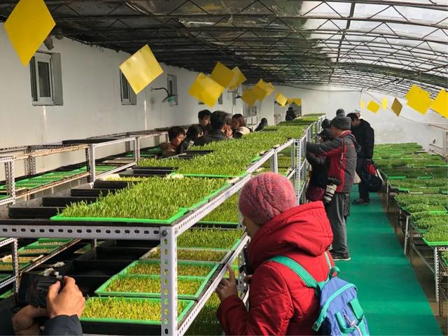 时尚新生活——芽苗菜!北京农业教您把小菜园搬回家_种植