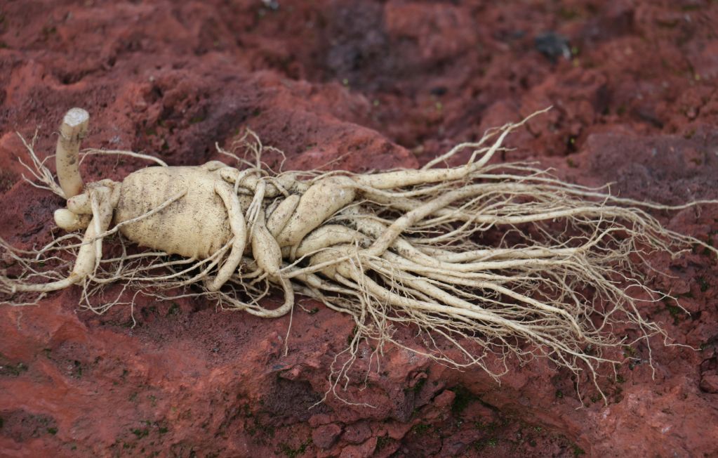 福利iphonexr抽奖鲜人参便宜爆还送抽奖褥羊毛的时候来了