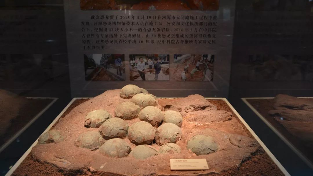 窃蛋龙蛋窝有几层来河源恐龙博物馆就知道了