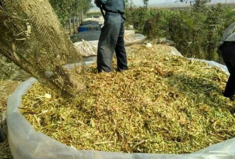 玉米秸秆青贮黄贮,省钱,省人工又简单的方法!