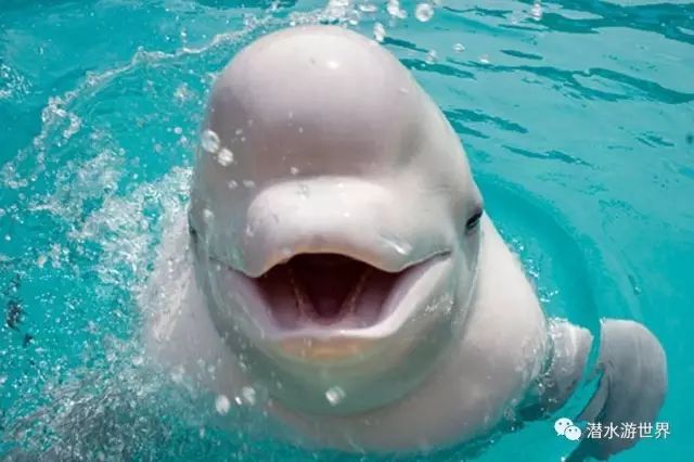 海豚和白鲸图片对比图片