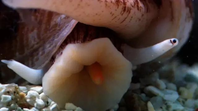 海洋生物螺中毒王鸡心螺