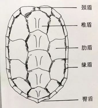 龟壳盾位置图片