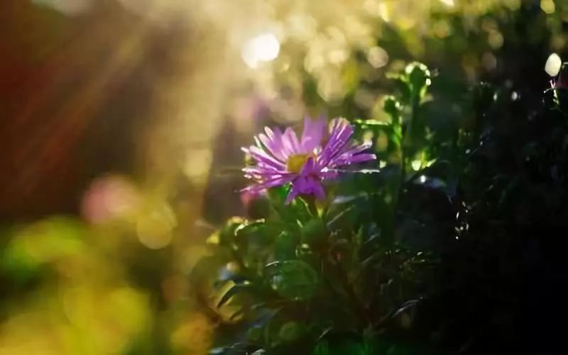 人生在世须尽欢 莫待无花空折枝 思想境界