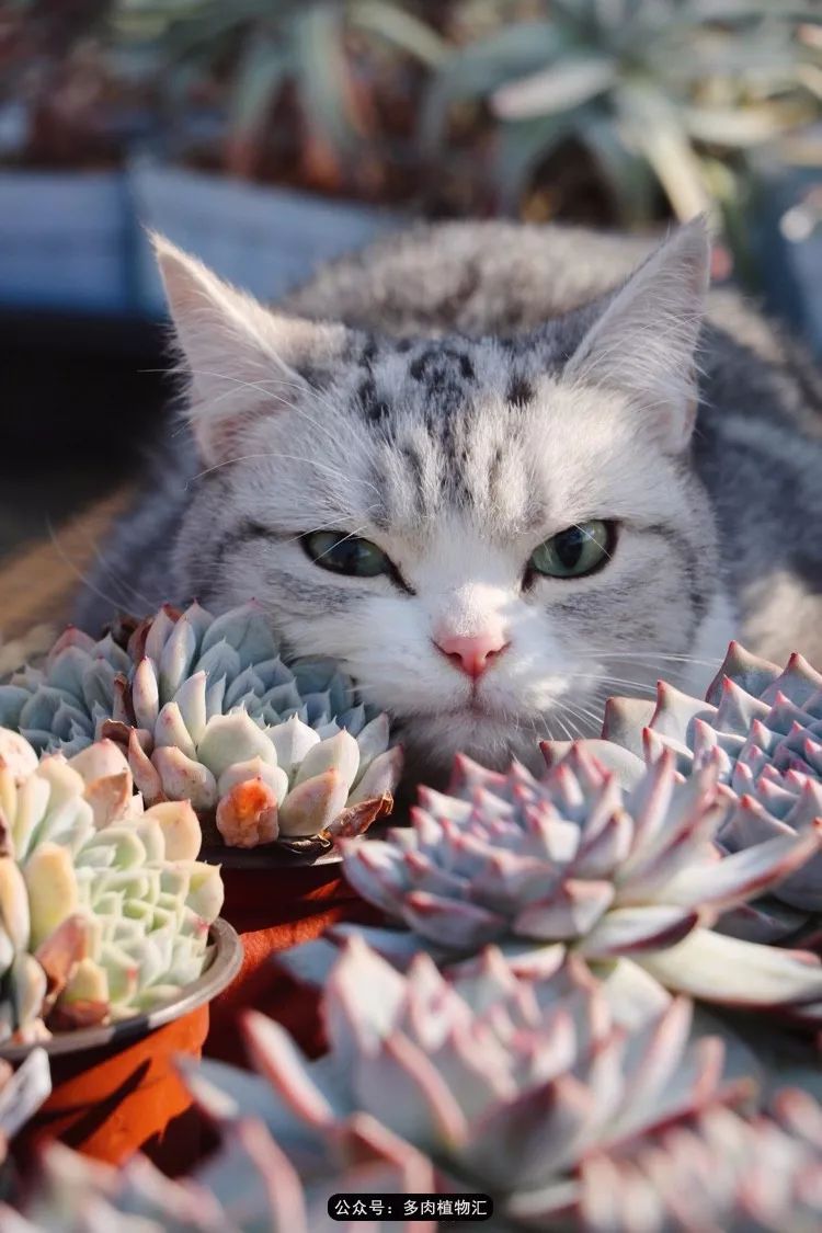 猫主子居然还有跟多肉和谐相处的一天 别不信 植物