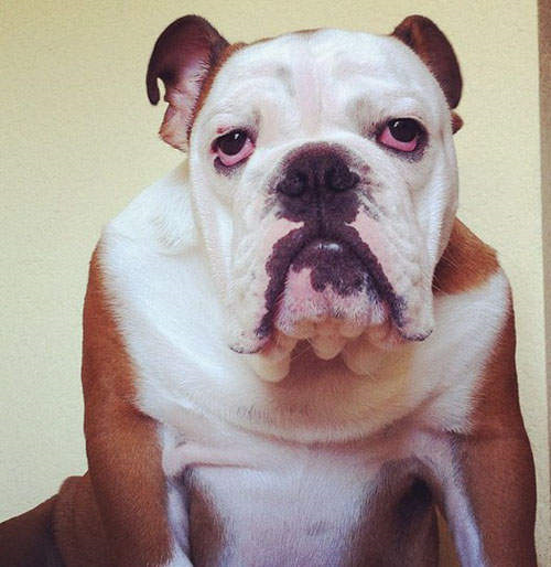 ▼winston出生后就一直保持这样的表情……这只斗牛犬名叫winston