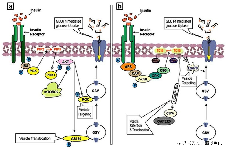 胰島素調控glut4,引自molecules. 2018 feb; 23(2): 258. 返回搜