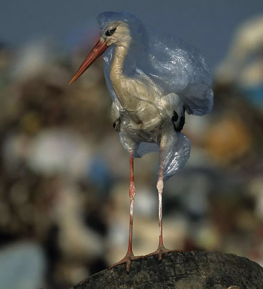 保護生態環境,從愛護野生動物做起!