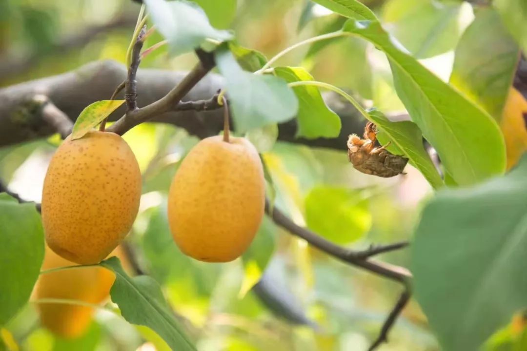 洛宁山水育一宝,吃货最是夸它好!_沙梨