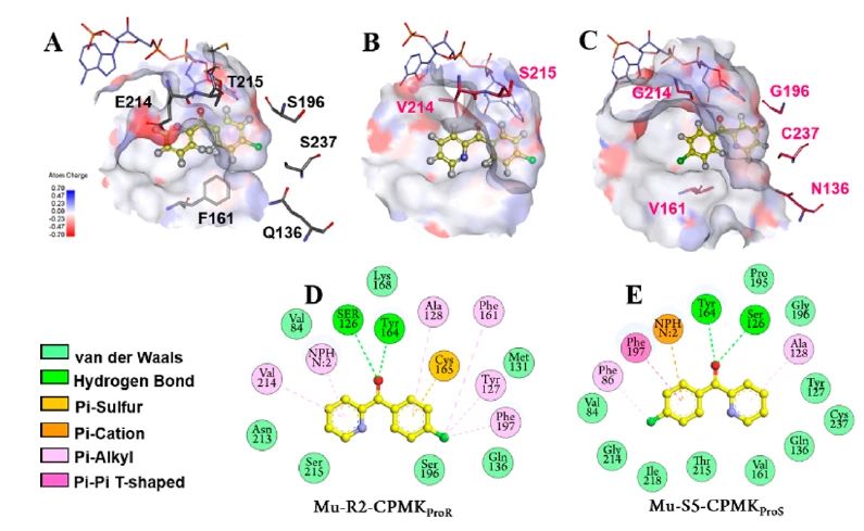 图一 底物cpmk与野生型(a,突变株mu-r2(b)和突变株mu-s5(c)的结合