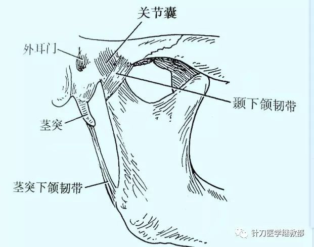 下颌隆突解剖位置图片图片