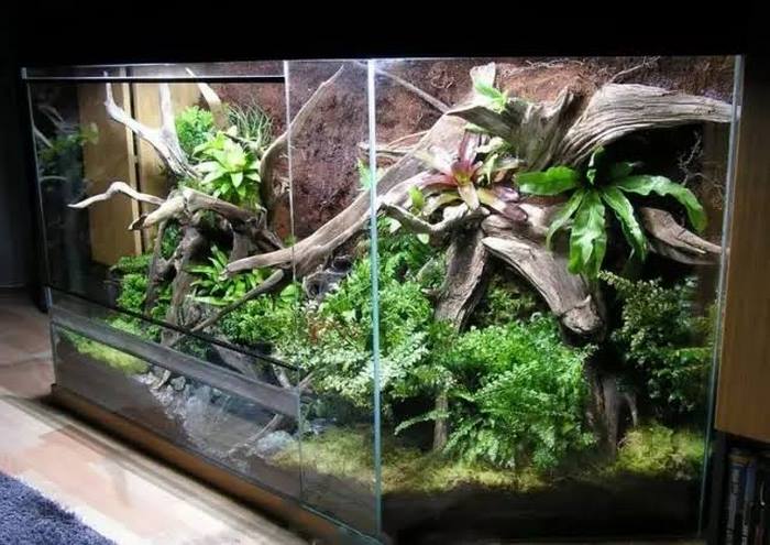 植物墙的变形,热带雨林缸(03)