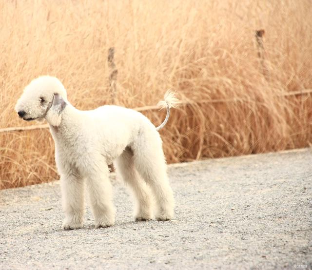 贝德灵顿梗犬一只外表似小羊羔内心却住着狮子的狗狗