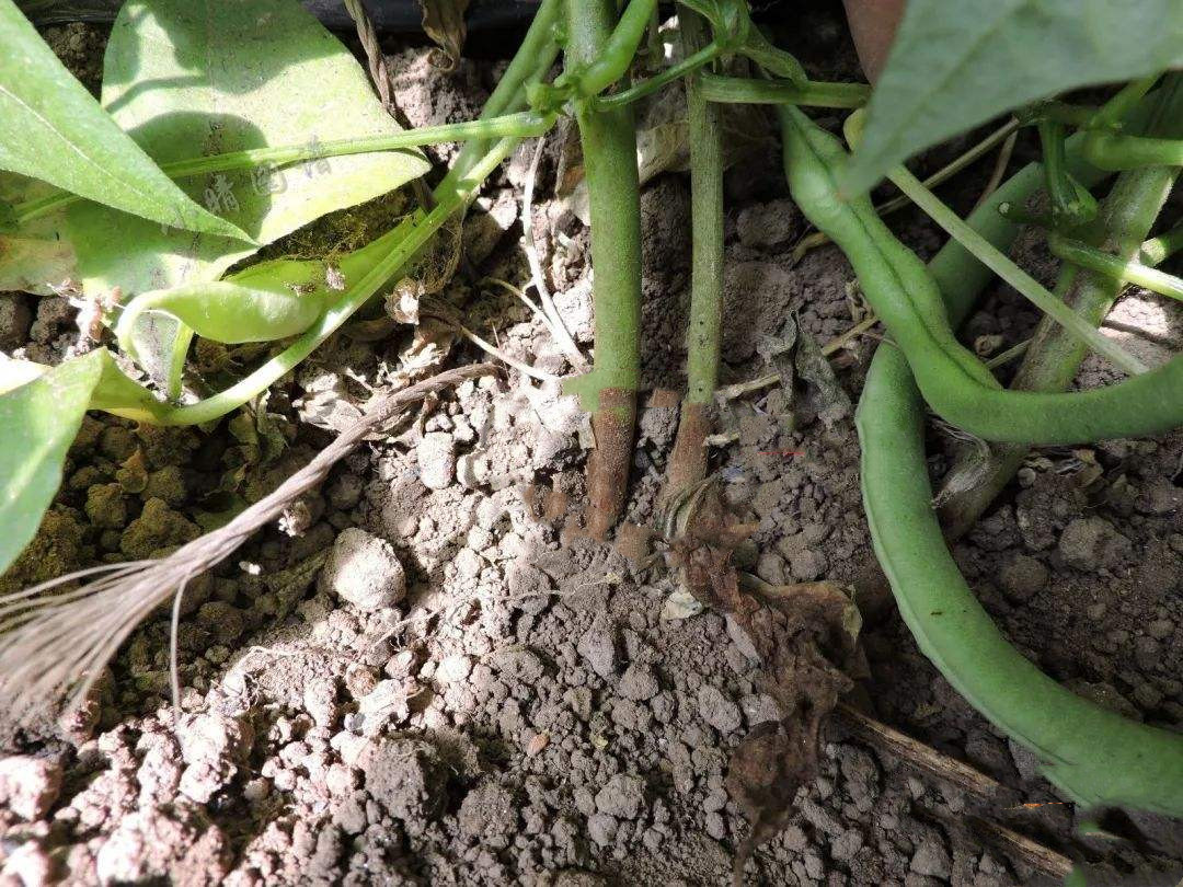 豆角红根病的发病原因及综合防治方法