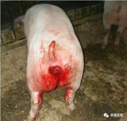 技术母猪怀孕后散发直肠脱出引起的原因分析