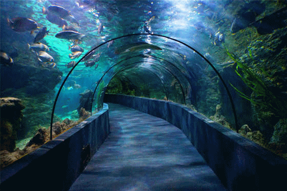 560_373gif 动态图 动图