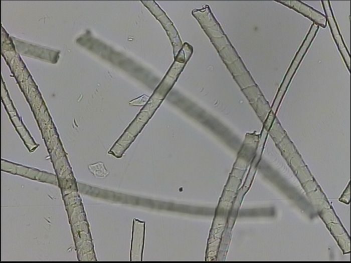 知识讲堂二山羊绒毛纤维特性