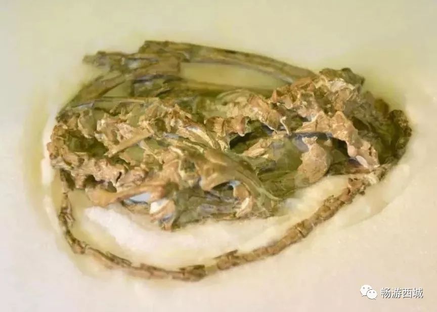 科学课堂展出的全部14件标本长臂浑元龙.