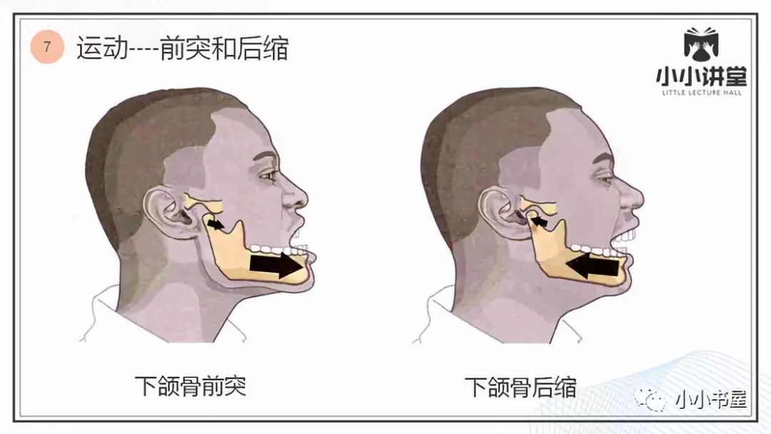 髁突和颧突图片