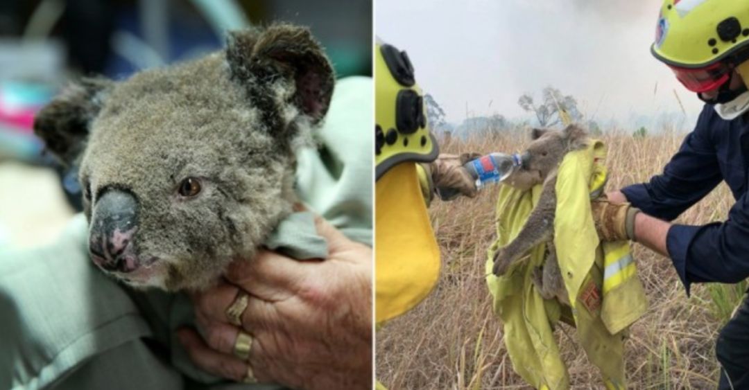 快讯澳洲丛林大火威胁国宝2000多只考拉或被烧死