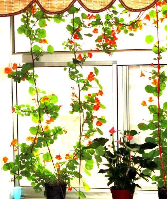 惊艳花友家的旱金莲长成了窗帘好美啊