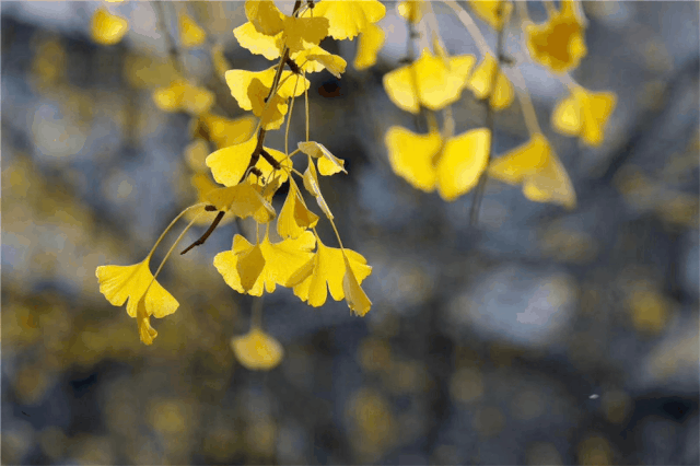 640_426gif 动态图 动图