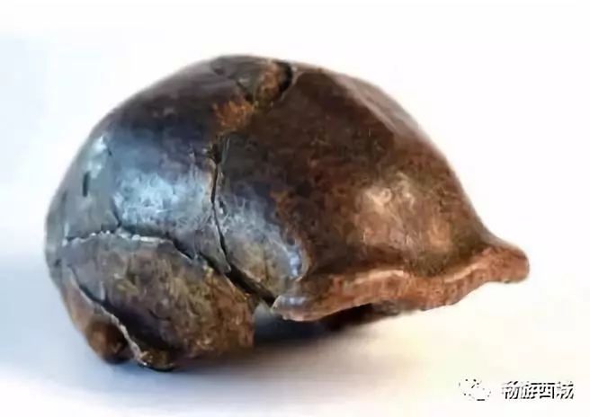 科学课堂展出的全部14件标本长臂浑元龙.