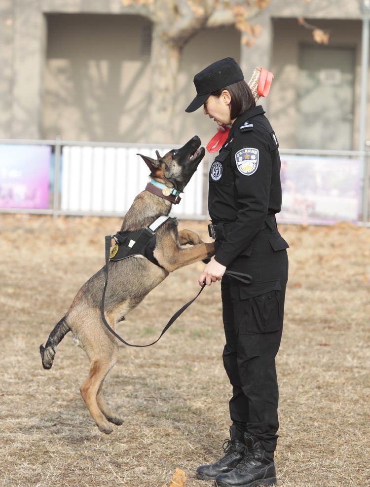 北京女子警犬队图片