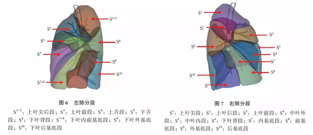 肺段和亚段图图片