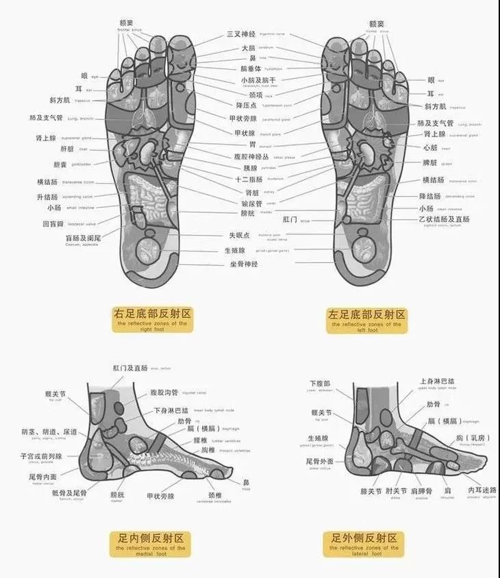 脚面结构图和名称清晰图片