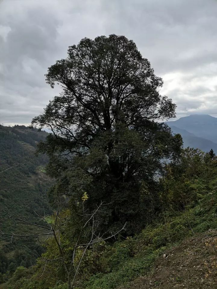 名山区蒙顶山景区 编号:144号 目前点赞数:1758赞 生长位置:石棉县