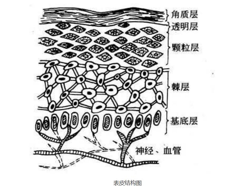 皮肤结构图简笔画图片