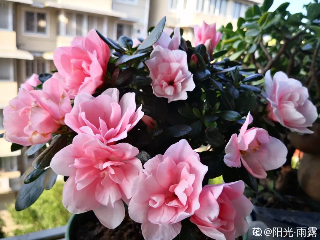 养这花,盆越小花越多,放大盆里容易死!_杜鹃