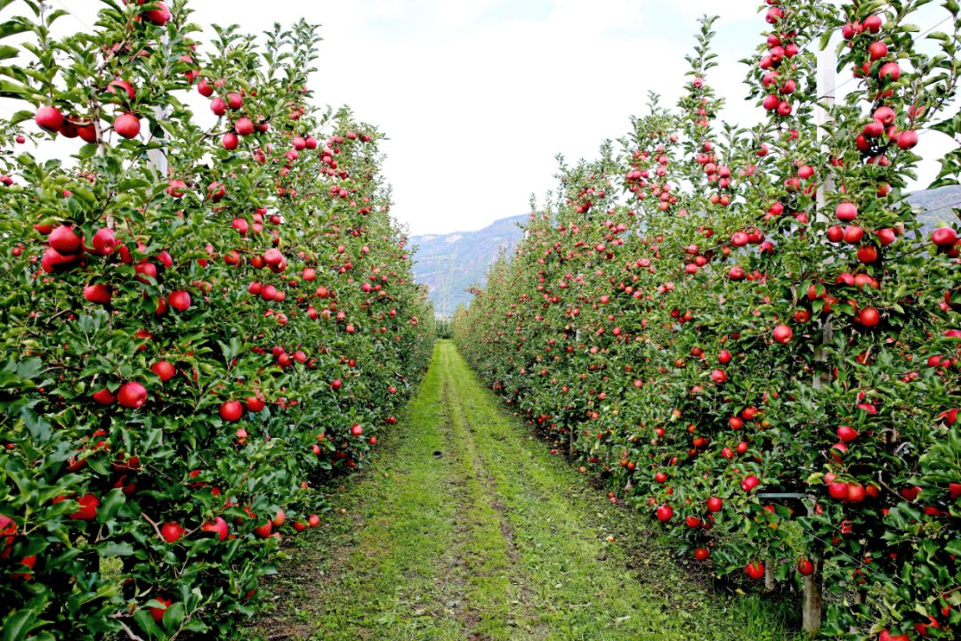 记者在海升国家级矮砧苹果标准化基地了解到,矮化密植苹果种植技术有