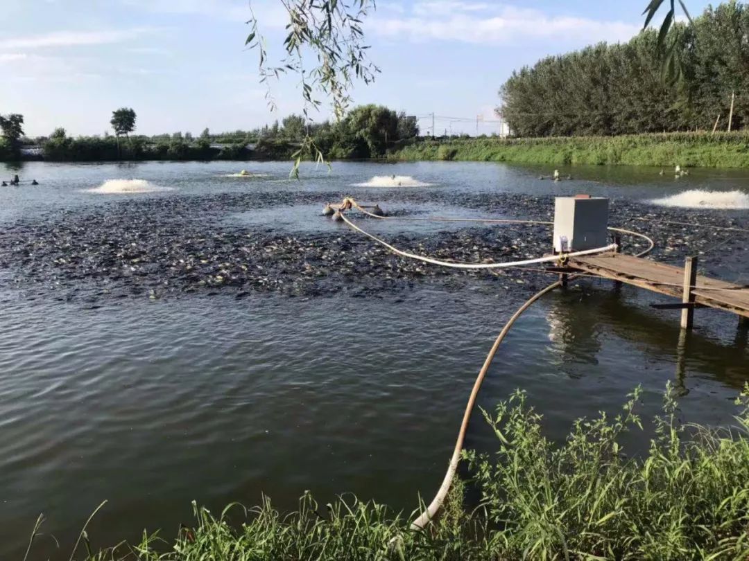 药品越来越贵,养殖户一定要学会"抠"着用药!_水质
