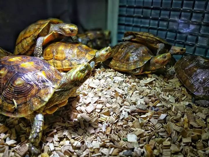 龟讯 | 哥斯达黎加境内油彩木纹龟的生物学,分布以及保护