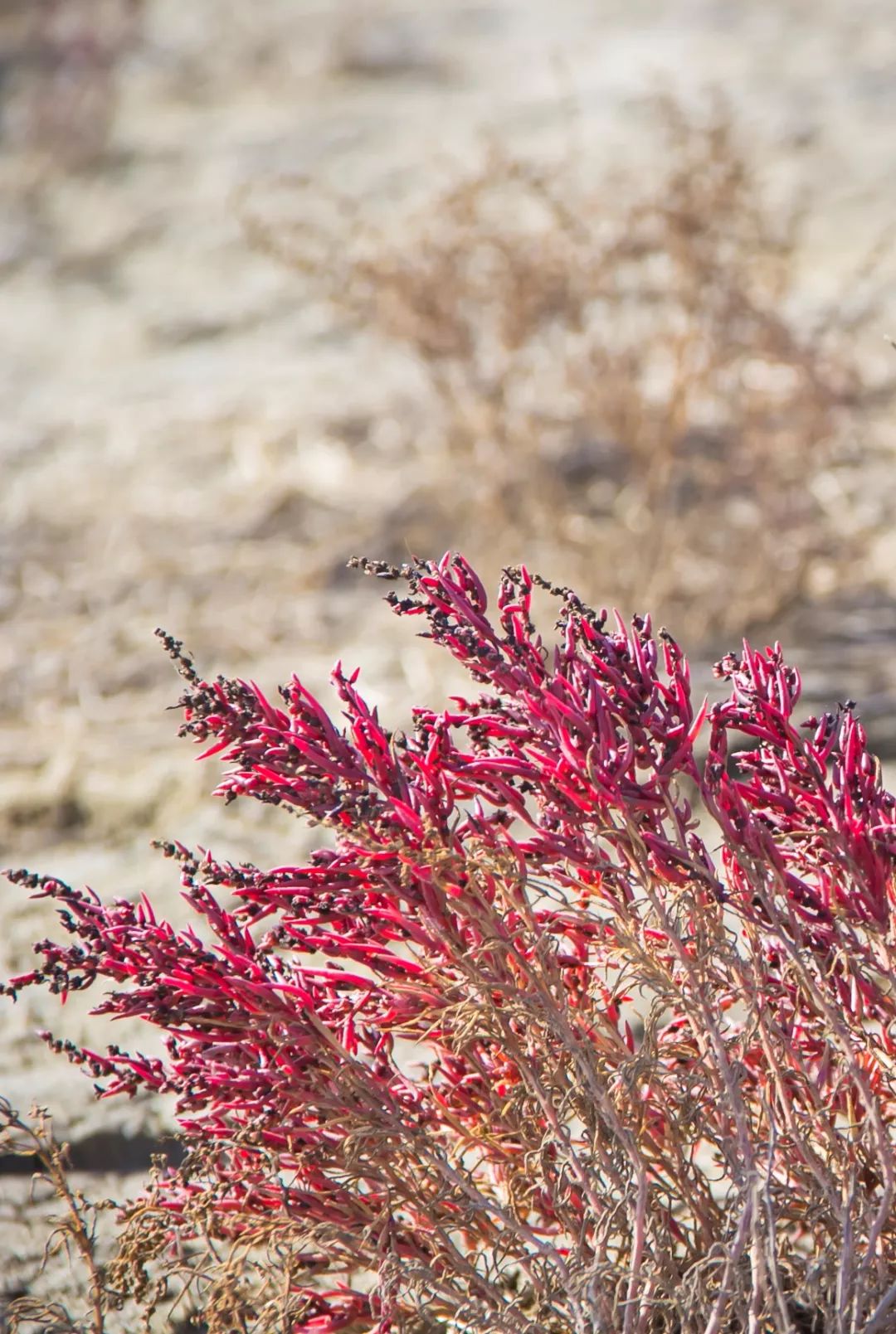 盐蒿草,又称碱蓬,是一种适应海边盐碱地生长的小草.