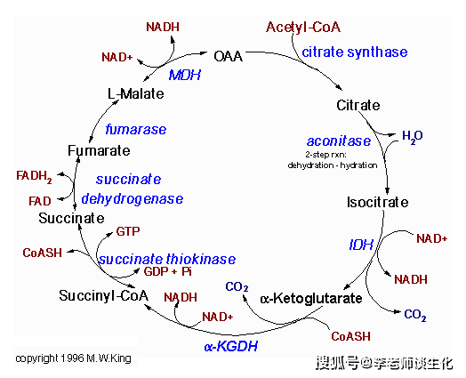 代谢与代谢途径_进行
