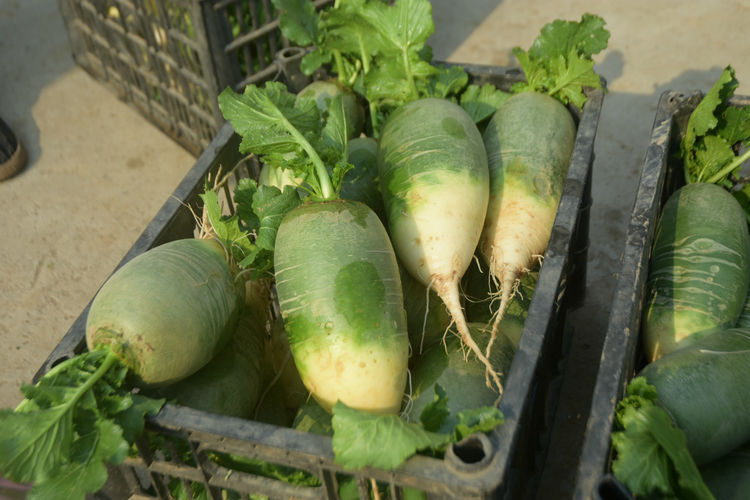 农民种植大棚萝卜4亩创造出60000元效益农业专家功不可没