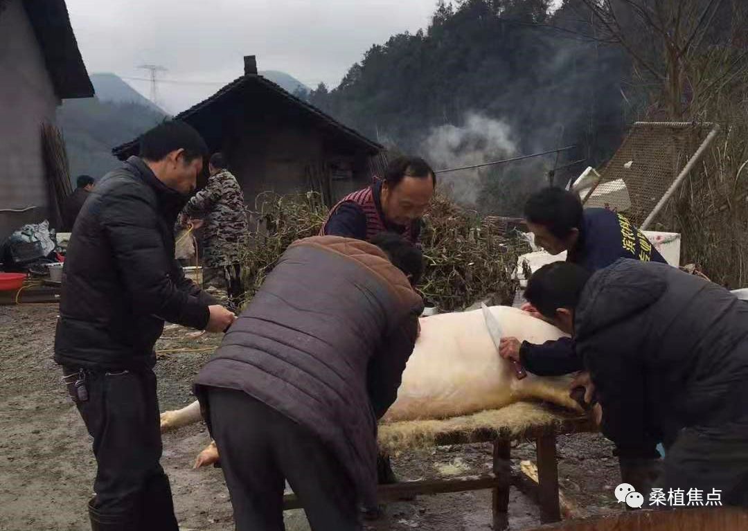 桑植这个做杀猪饭的女子,意外走红!