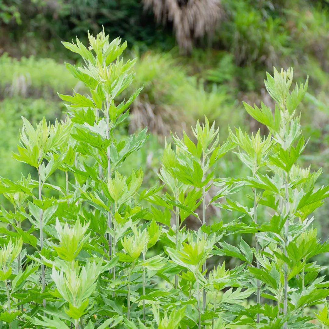 干艾草竟然这么厉害,赶紧去买几包放家里备用!_艾叶
