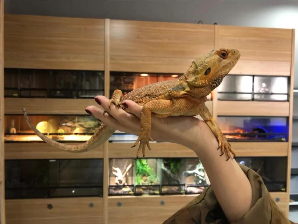 图/新派宠物店内的鬃狮蜥
