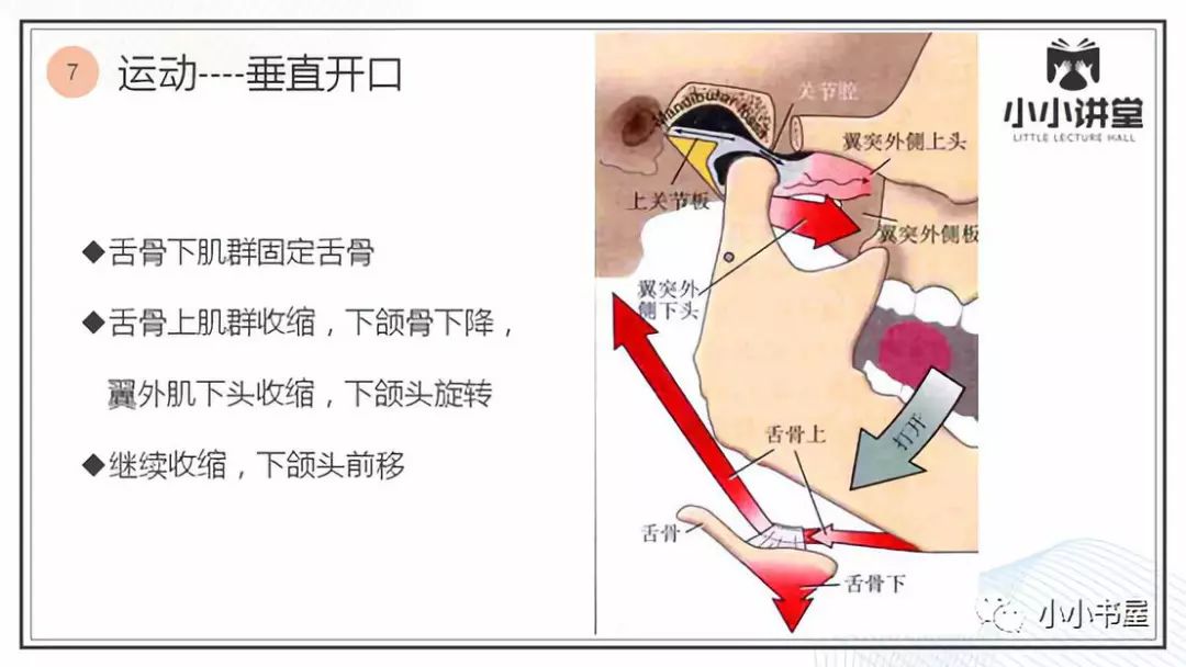 首先舌骨下肌群將舌骨固定,舌骨上肌群和翼外肌共同收縮,使下頜骨發生