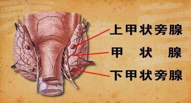 甲状旁腺是人体内分泌腺之一.