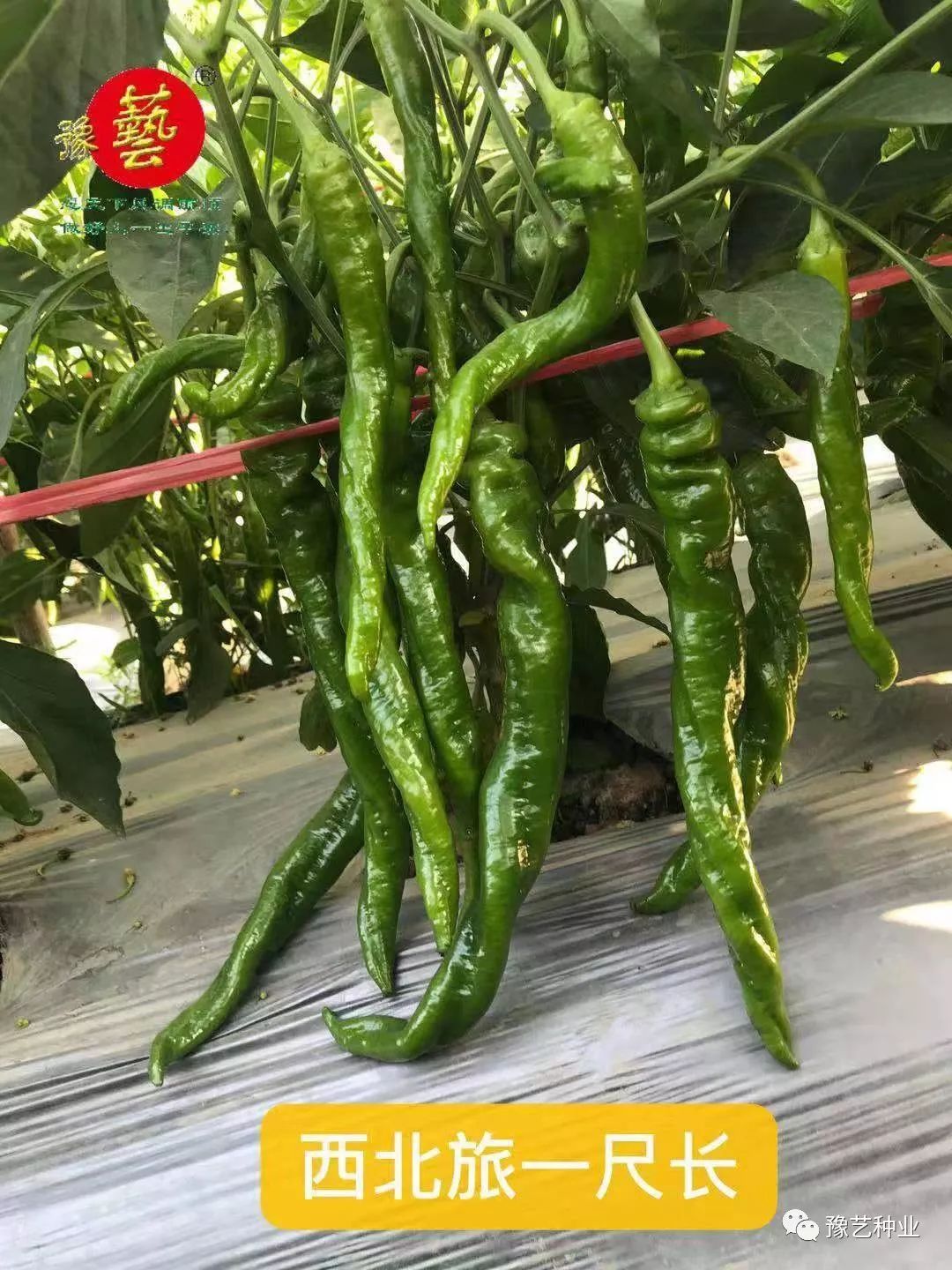 该品种除继承了"椒之玉二号" 优质辣椒皮薄无渣和令人舒服的香,辣,脆
