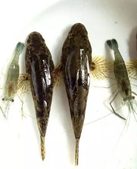 真想再回到童年的水桥头,毫不费力又有乐趣地钓上几条塘鳢鱼,红烧或放