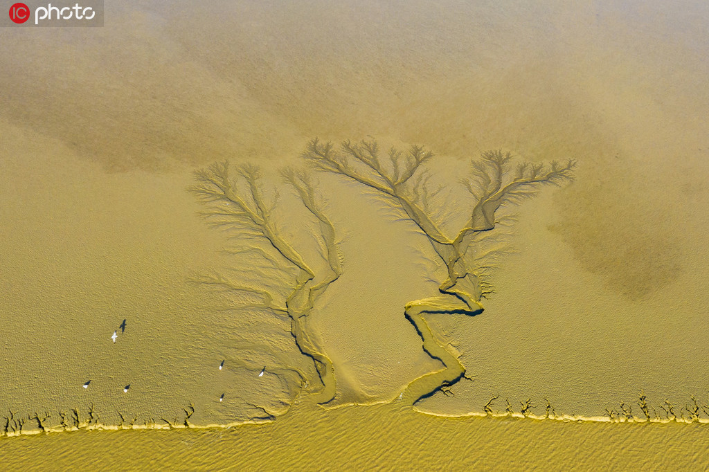 俯瞰世界自然遗产地江苏东台湿地滩涂呈现海上森林奇观